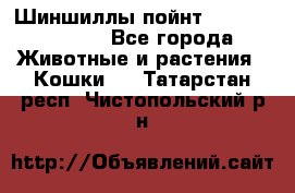 Шиншиллы пойнт ns1133,ny1133. - Все города Животные и растения » Кошки   . Татарстан респ.,Чистопольский р-н